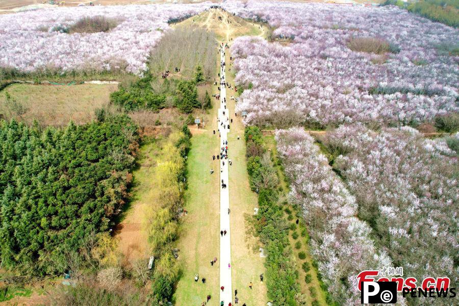 20 hectares of peach flowers in full blossom in Xi