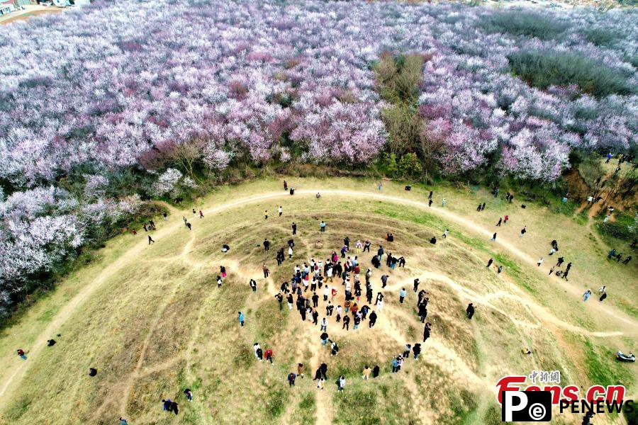 20 hectares of peach flowers in full blossom in Xi