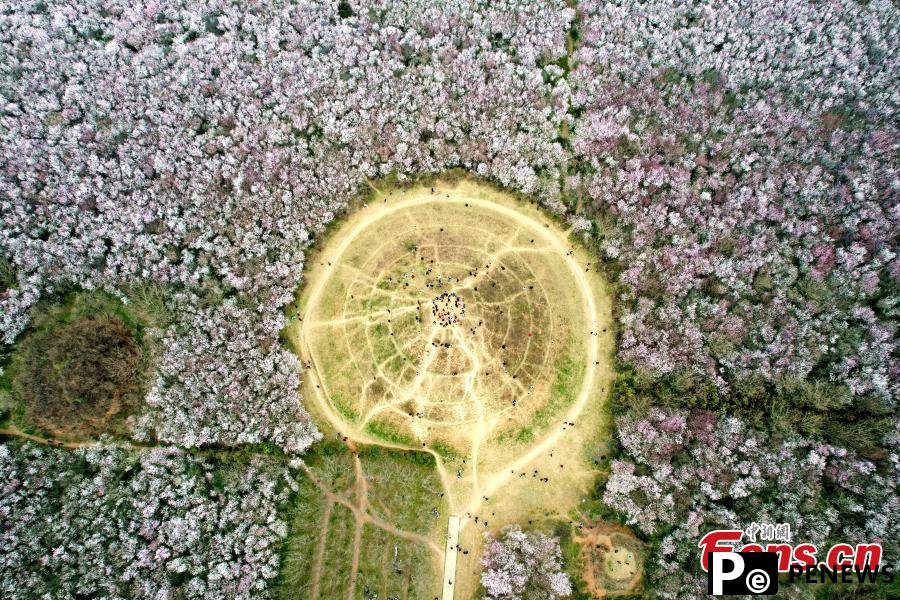20 hectares of peach flowers in full blossom in Xi