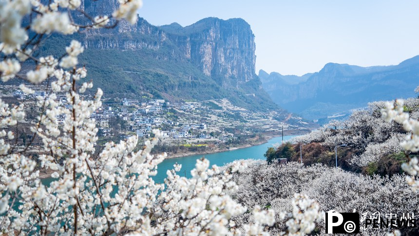 In pics: Cherry blossoms in full bloom in SW China