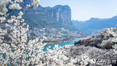 In pics: Cherry blossoms in full bloom in SW China's Guizhou