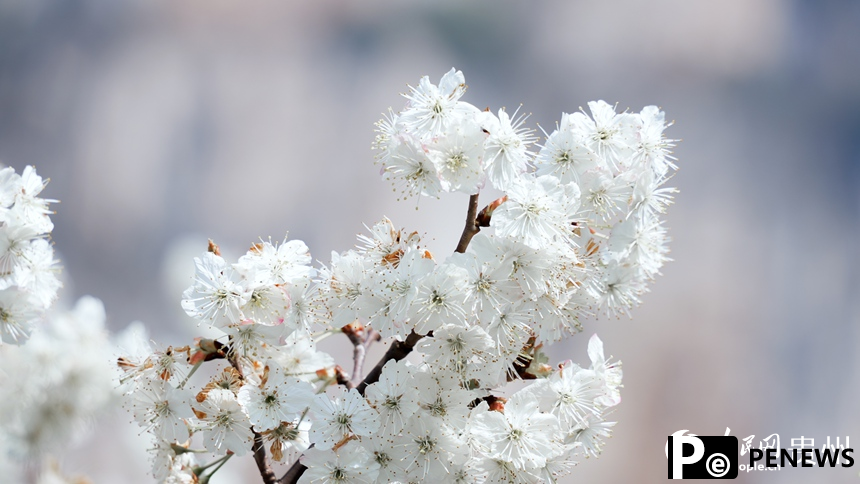 In pics: Cherry blossoms in full bloom in SW China