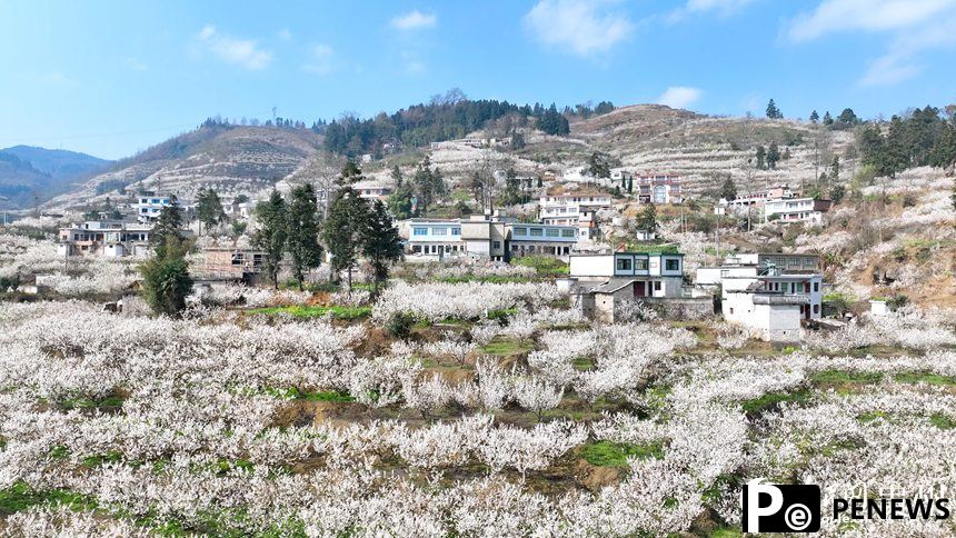 In pics: Cherry blossoms in full bloom in SW China