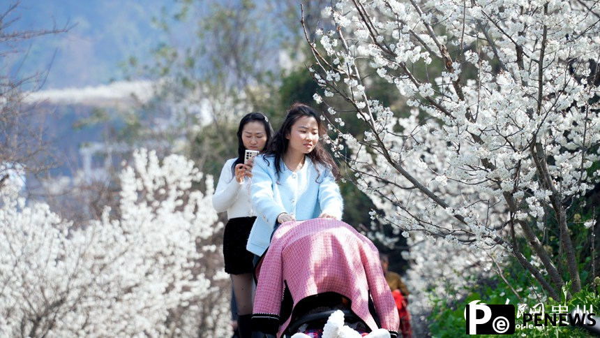 In pics: Cherry blossoms in full bloom in SW China