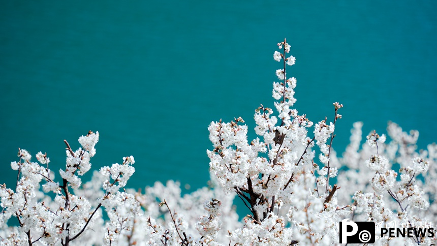 In pics: Cherry blossoms in full bloom in SW China