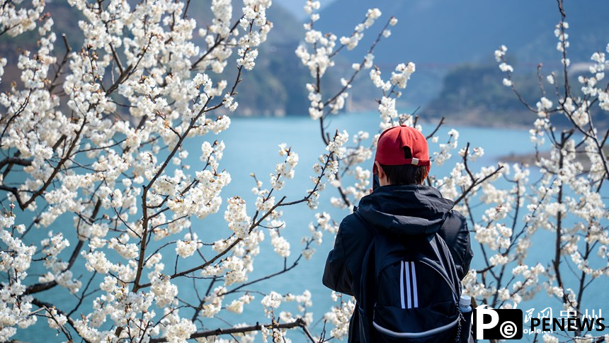 In pics: Cherry blossoms in full bloom in SW China