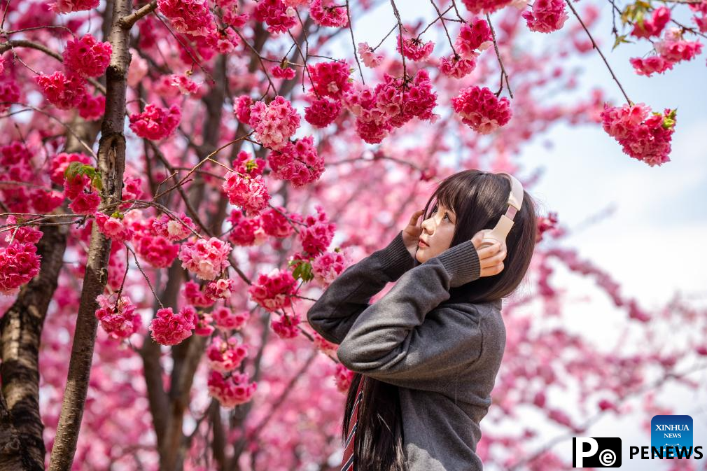 People enjoy cherry blossoms at Yuantongshan Park in Kunming, SW China
