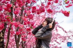 People enjoy cherry blossoms at Yuantongshan Park in Kunming, SW China