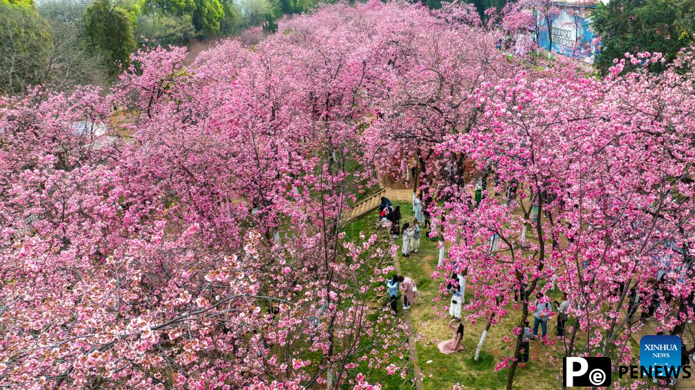 People enjoy cherry blossoms at Yuantongshan Park in Kunming, SW China