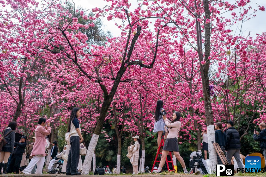 People enjoy cherry blossoms at Yuantongshan Park in Kunming, SW China