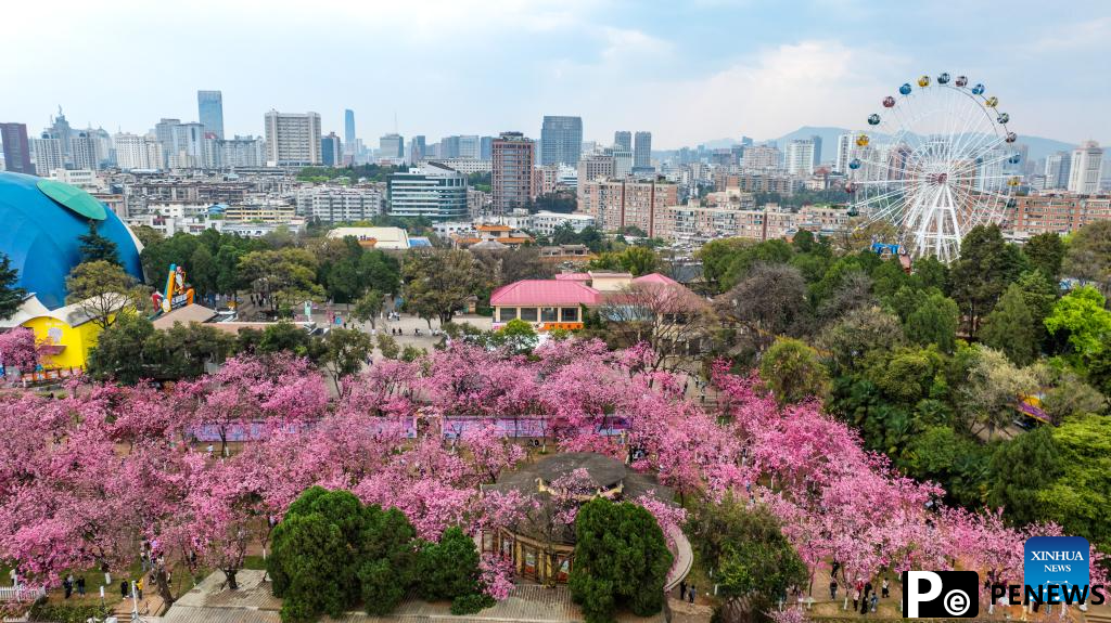 People enjoy cherry blossoms at Yuantongshan Park in Kunming, SW China