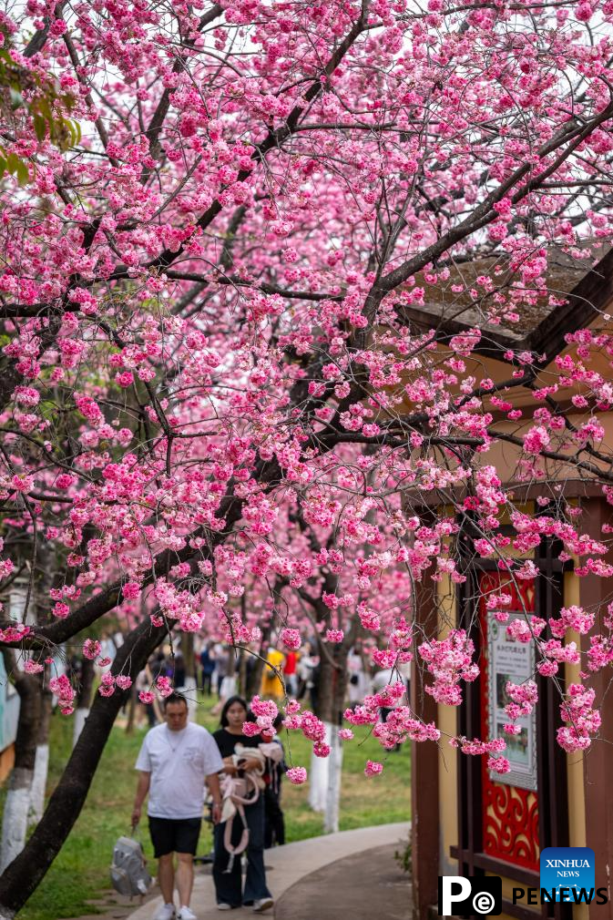 People enjoy cherry blossoms at Yuantongshan Park in Kunming, SW China