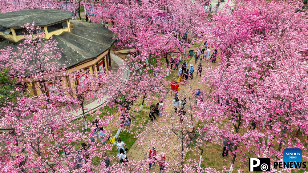 People enjoy cherry blossoms at Yuantongshan Park in Kunming, SW China