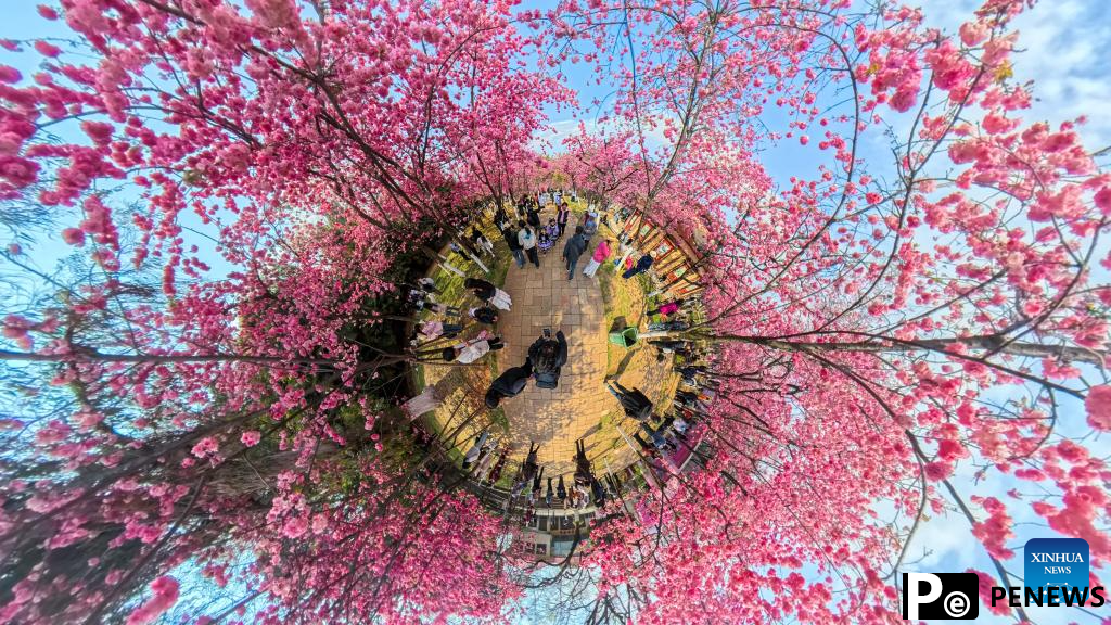 People enjoy cherry blossoms at Yuantongshan Park in Kunming, SW China