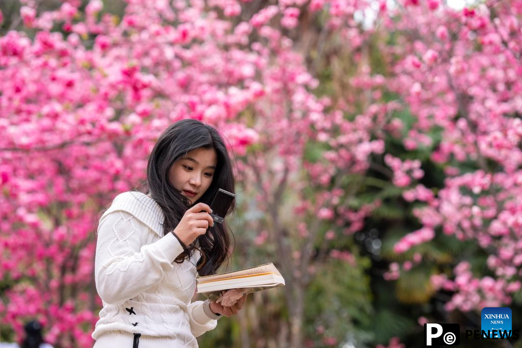 People enjoy cherry blossoms at Yuantongshan Park in Kunming, SW China