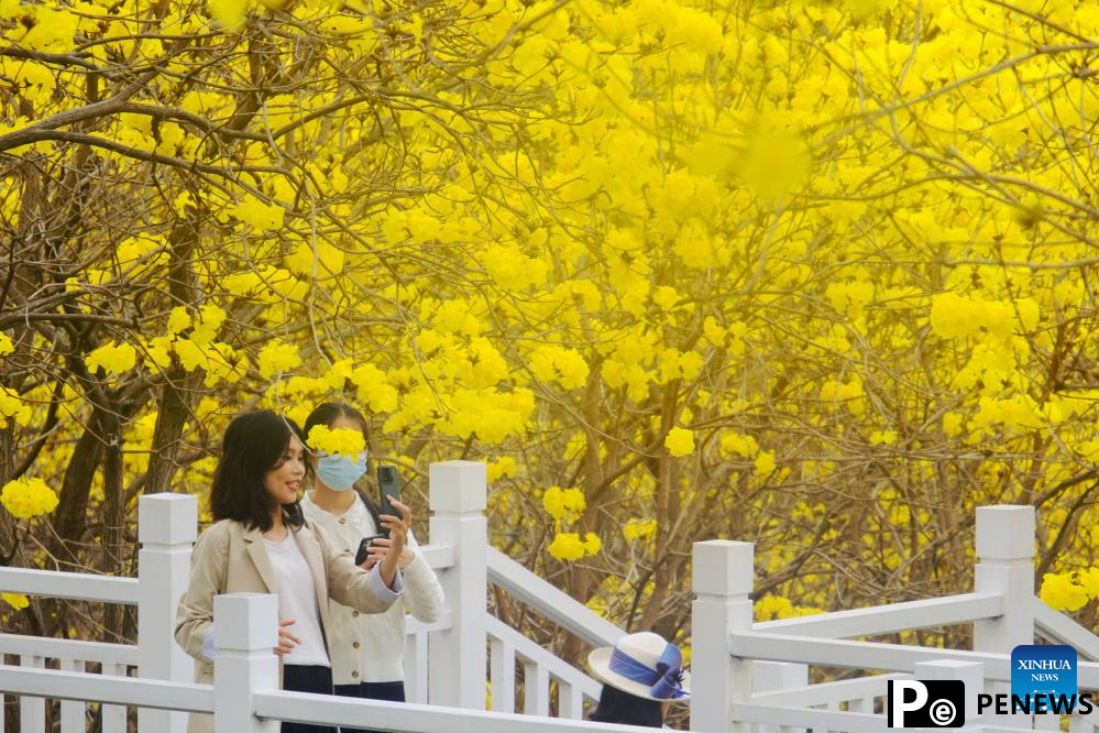 People enjoy tabebuia chrysantha blossoms in Nanning, China