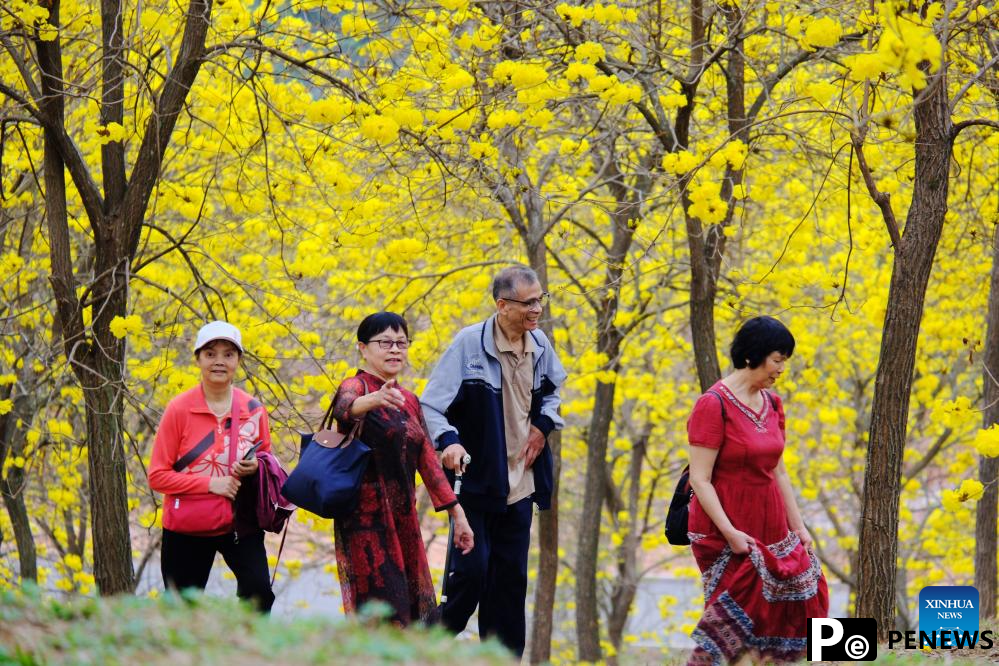 People enjoy tabebuia chrysantha blossoms in Nanning, China