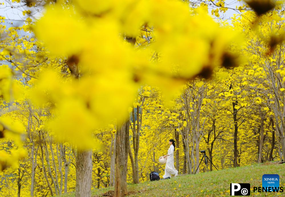 People enjoy tabebuia chrysantha blossoms in Nanning, China