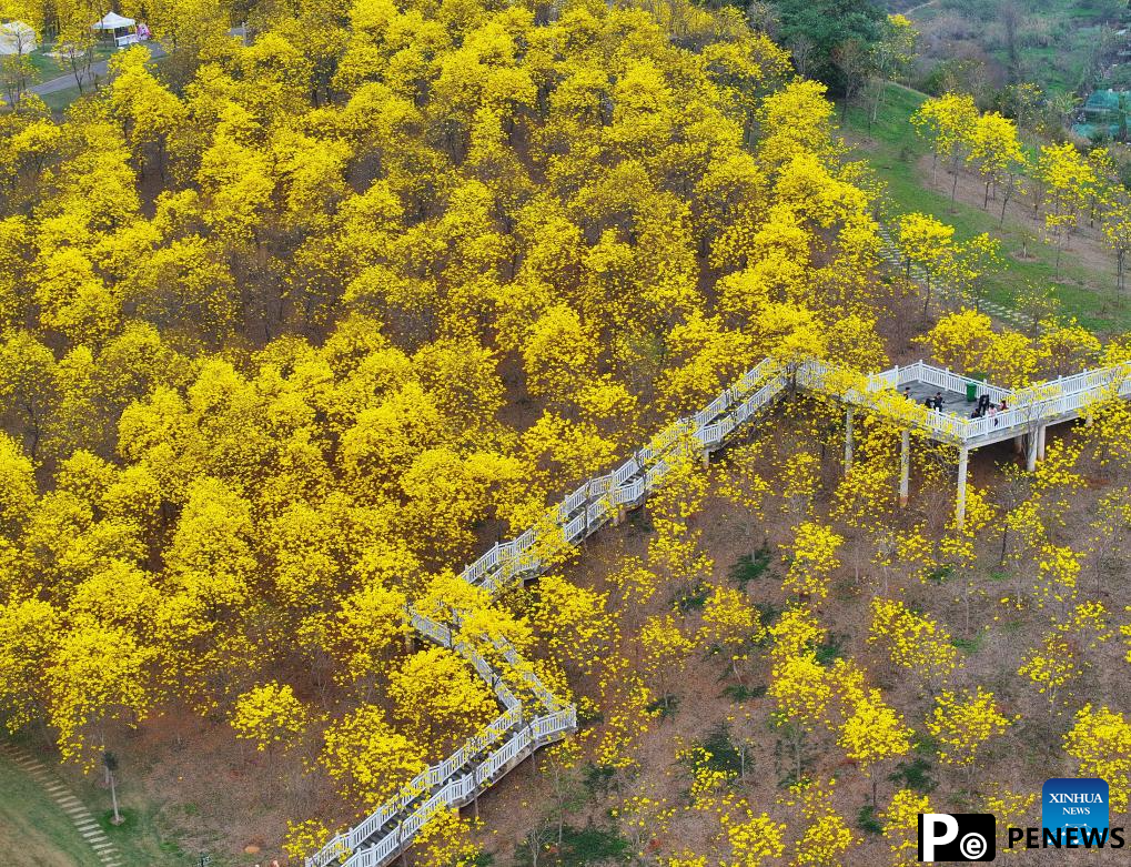 People enjoy tabebuia chrysantha blossoms in Nanning, China