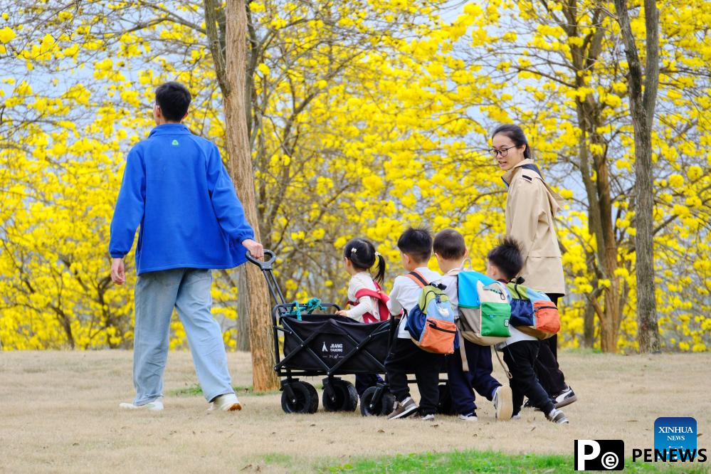 People enjoy tabebuia chrysantha blossoms in Nanning, China