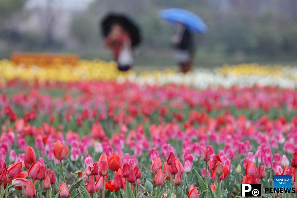 Flowers in blossom across China