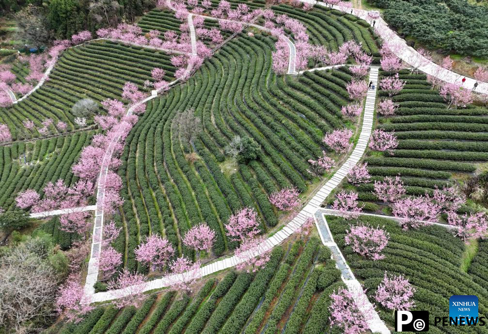 Flowers in blossom across China