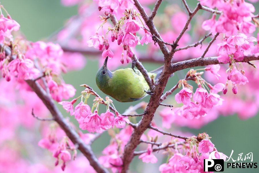 Birds flit and play among vibrant cherry blossoms in SE China