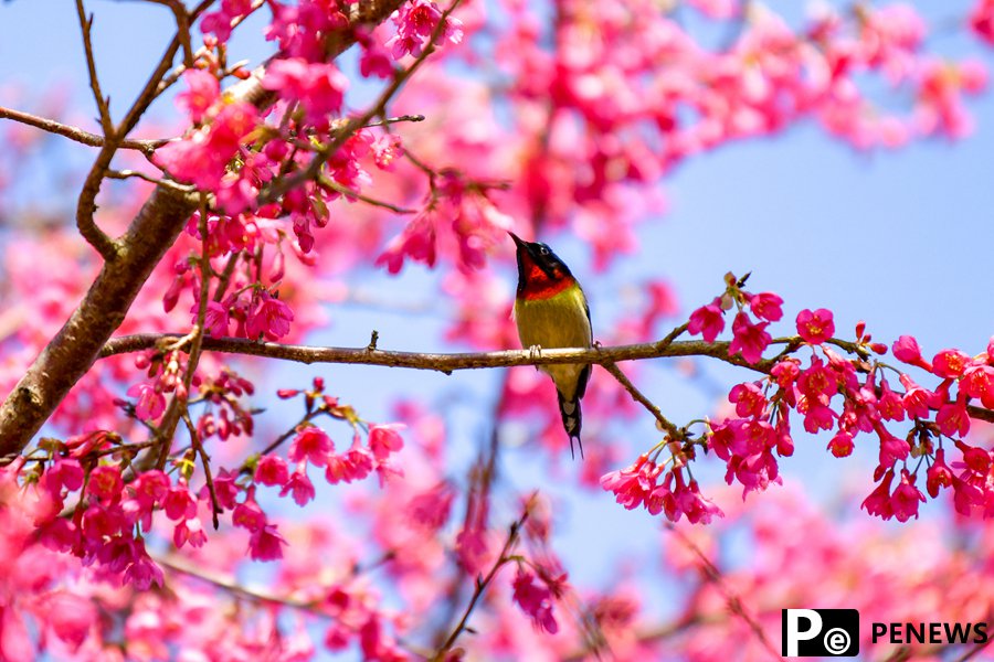 Birds flit and play among vibrant cherry blossoms in SE China