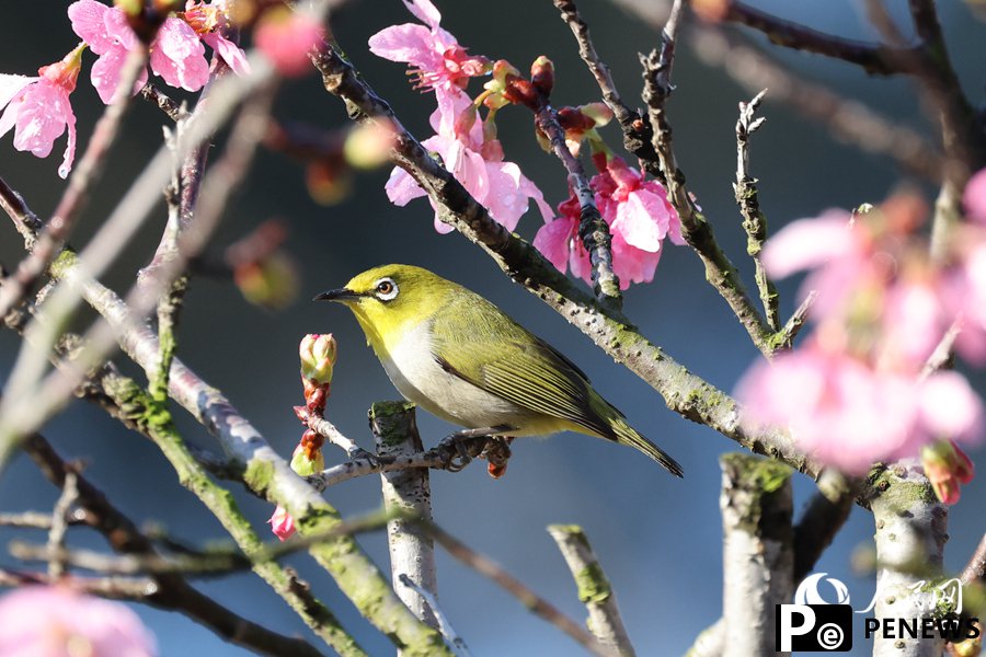 Birds flit and play among vibrant cherry blossoms in SE China