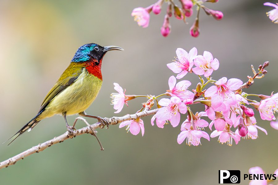 Birds flit and play among vibrant cherry blossoms in SE China