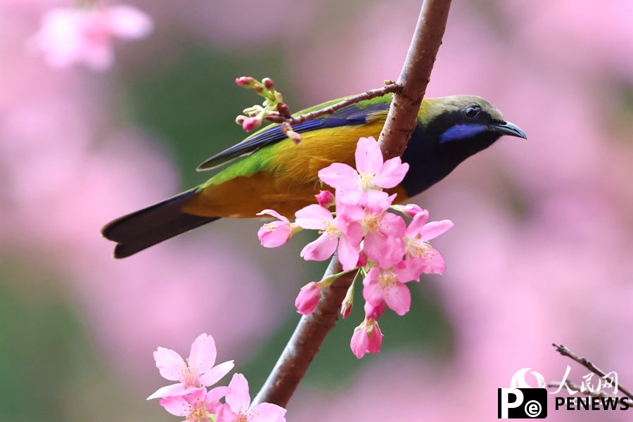 Birds flit and play among vibrant cherry blossoms in SE China