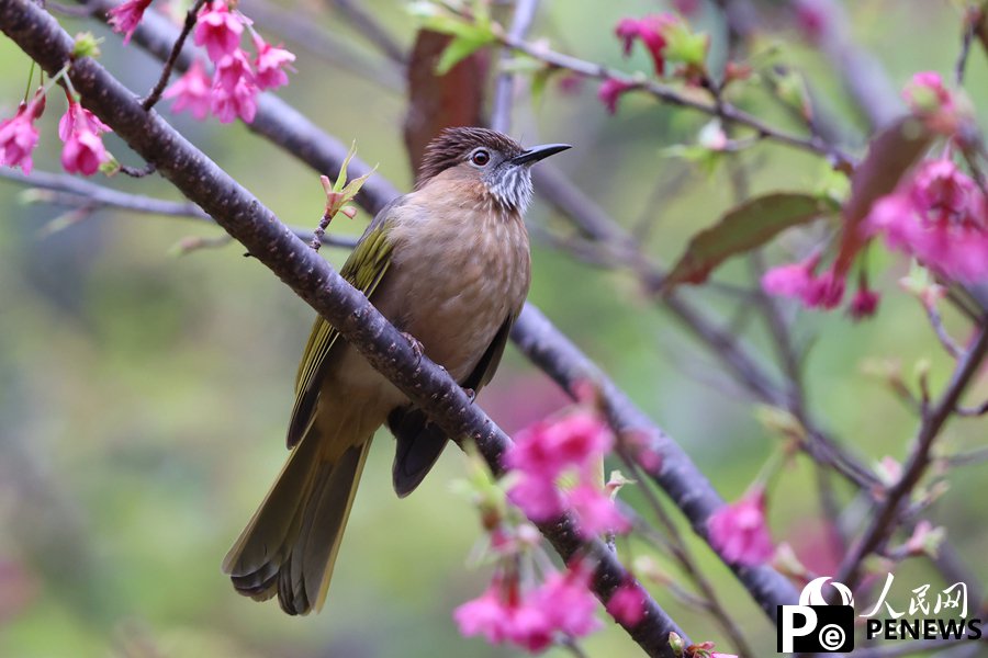 Birds flit and play among vibrant cherry blossoms in SE China