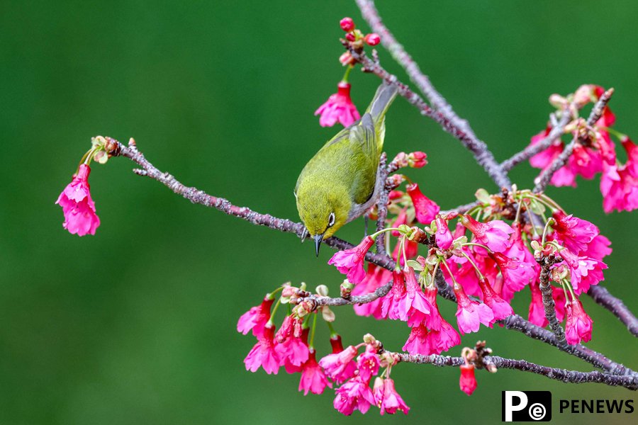 Birds flit and play among vibrant cherry blossoms in SE China