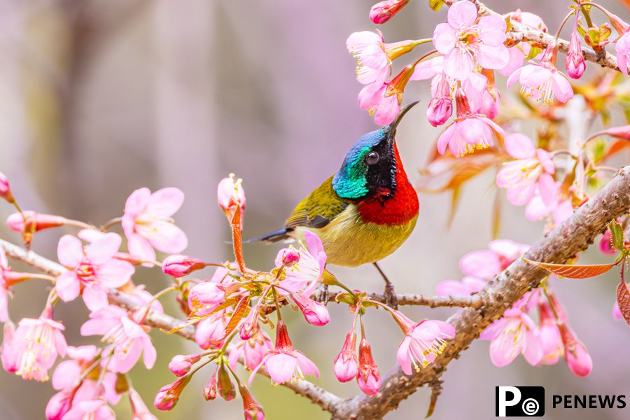 Birds flit and play among vibrant cherry blossoms in SE China
