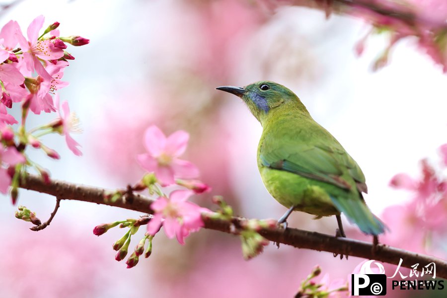Birds flit and play among vibrant cherry blossoms in SE China