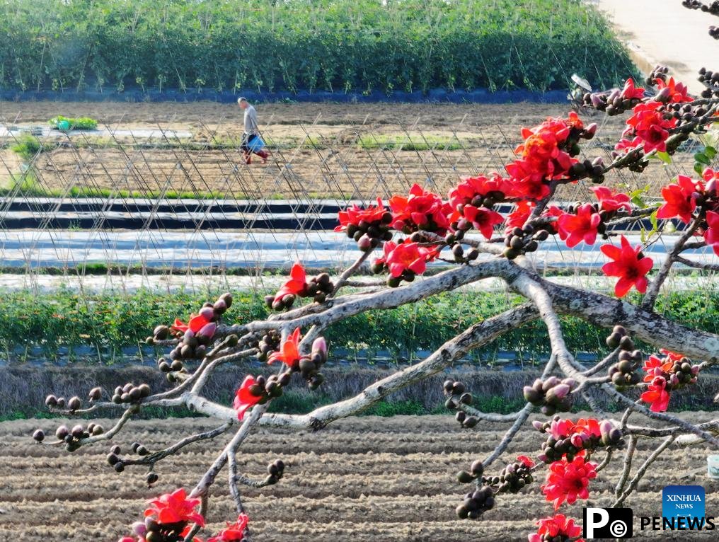 People enjoy spring blossoms across China