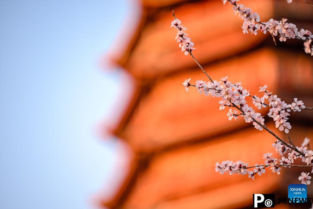 People enjoy spring blossoms across China