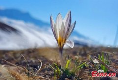 'First flower of spring' blooms in Xinjiang