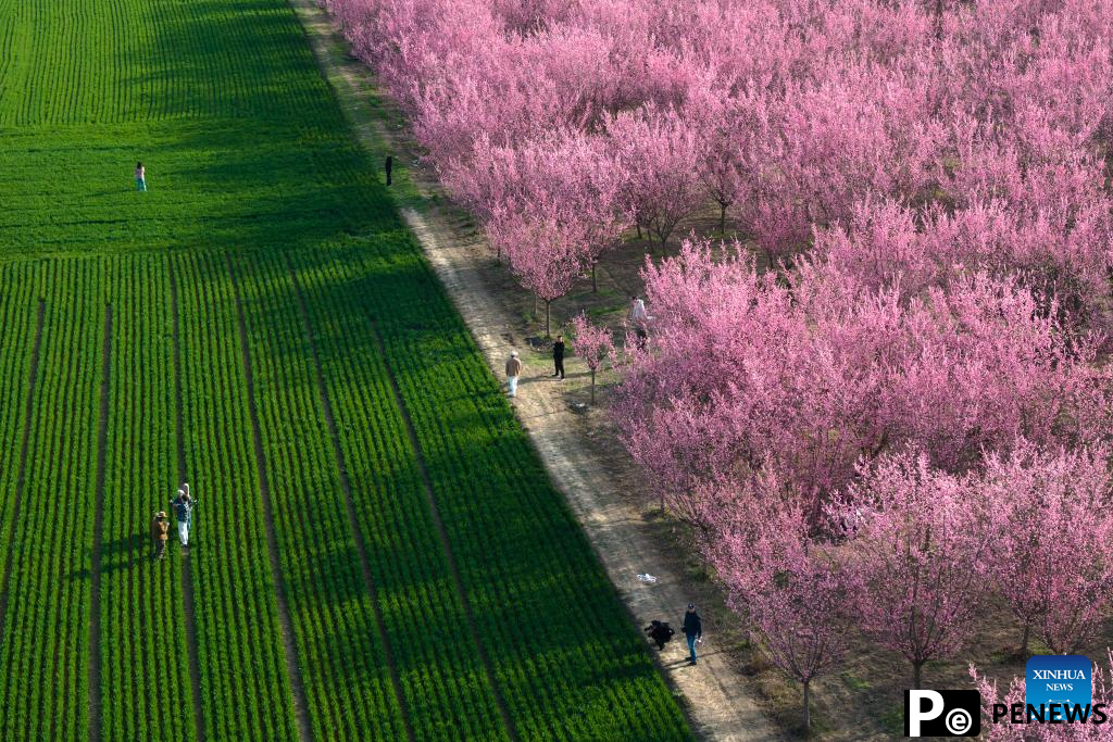 Tourists enjoy blooming plum flowers in Xi