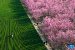 Tourists enjoy blooming plum flowers in Xi'an, China's Shaanxi