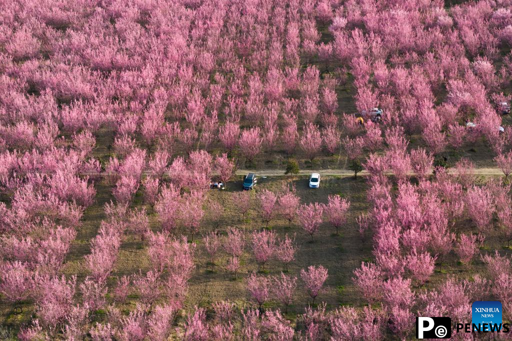Tourists enjoy blooming plum flowers in Xi