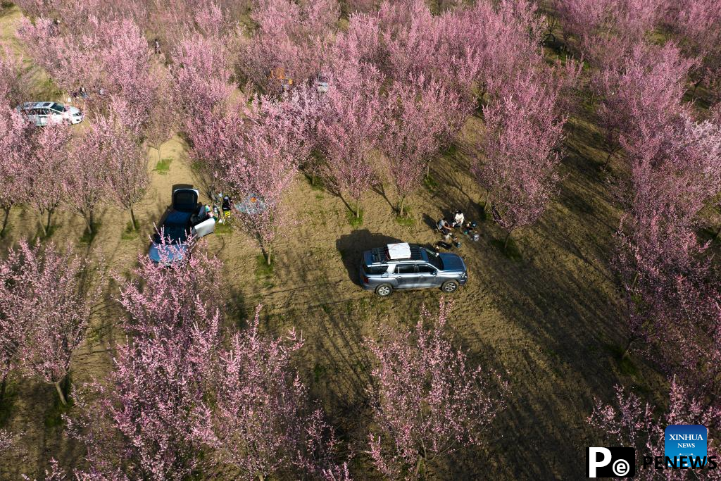 Tourists enjoy blooming plum flowers in Xi
