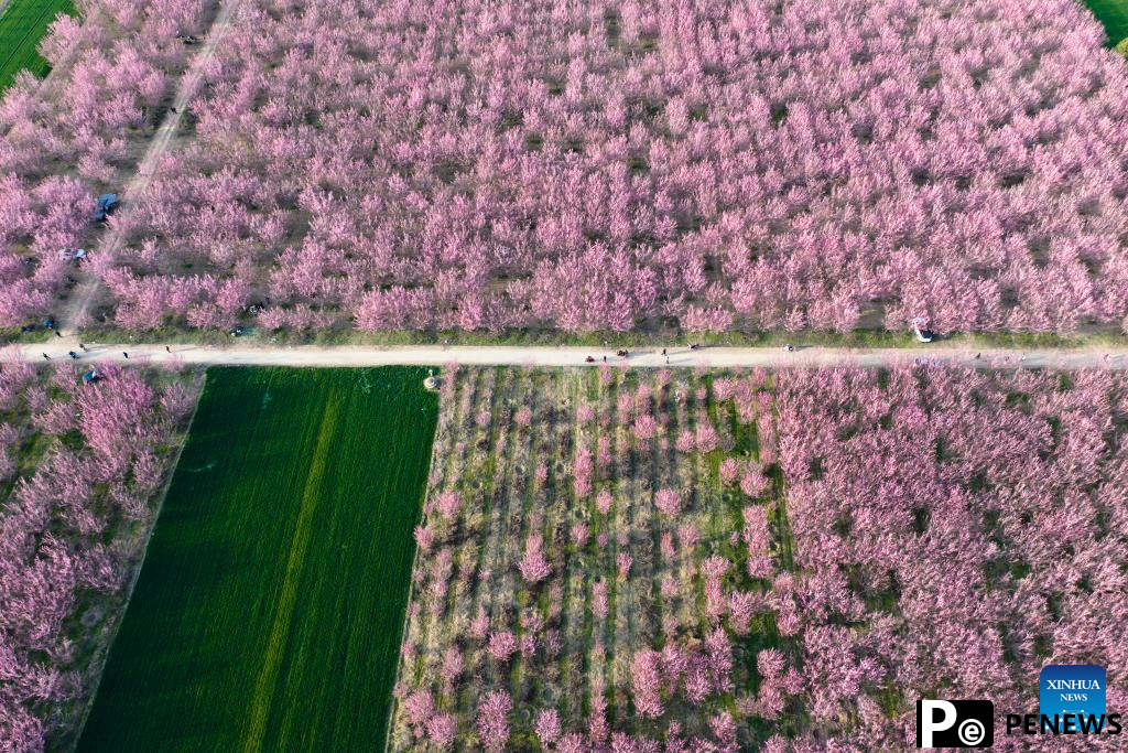 Tourists enjoy blooming plum flowers in Xi