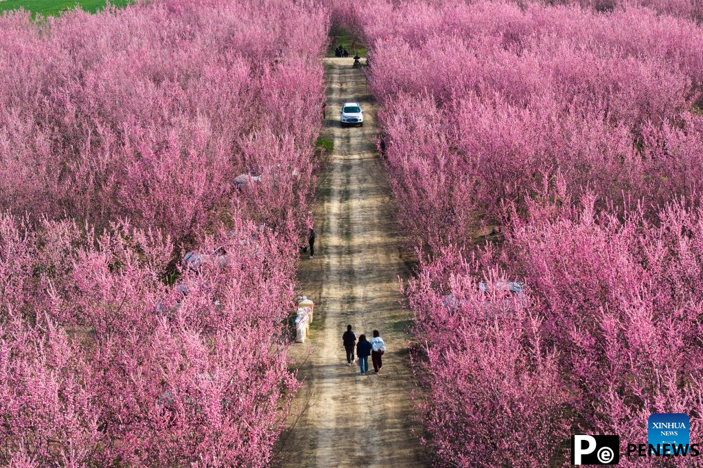 Tourists enjoy blooming plum flowers in Xi