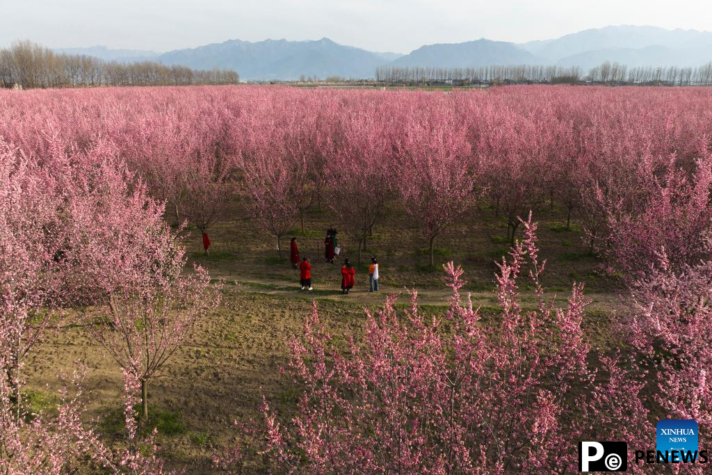 Tourists enjoy blooming plum flowers in Xi