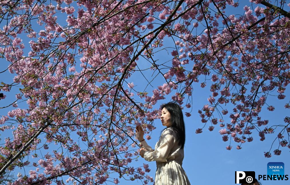People enjoy scenery of blossoms across China