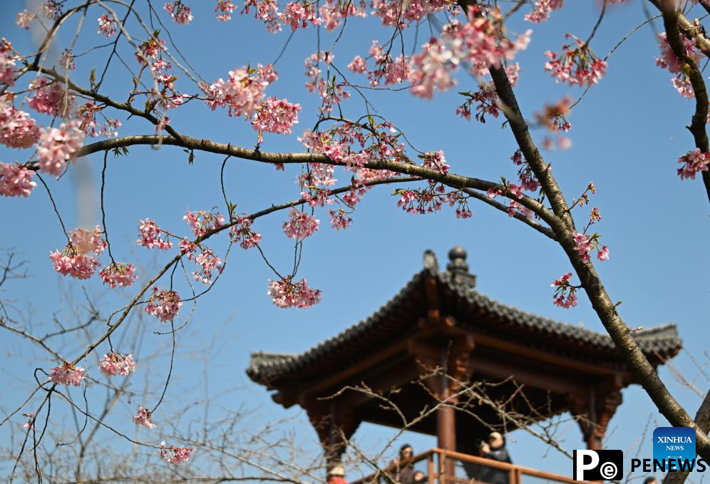 People enjoy scenery of blossoms across China