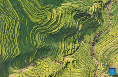 Scenery of blooming cole flowers in Wuyuan County, China's Jiangxi