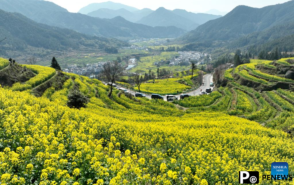 Scenery of blooming cole flowers in Wuyuan County, China