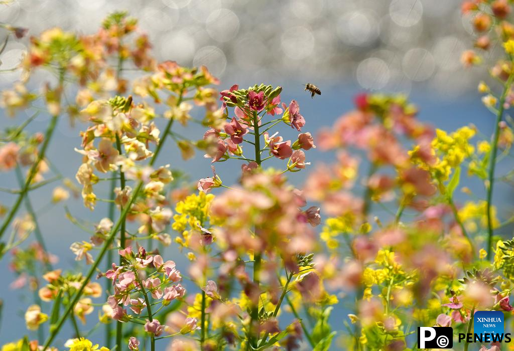 Scenery of blooming cole flowers in Wuyuan County, China